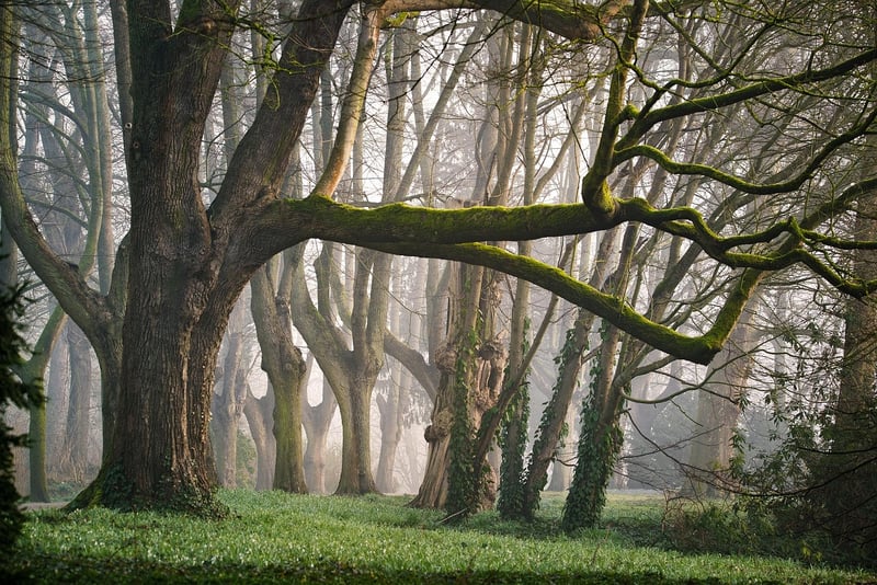 Fairy Glen