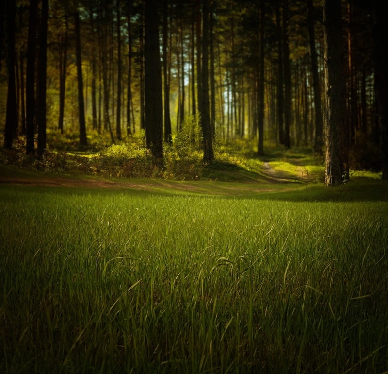 Enchanted Meadows