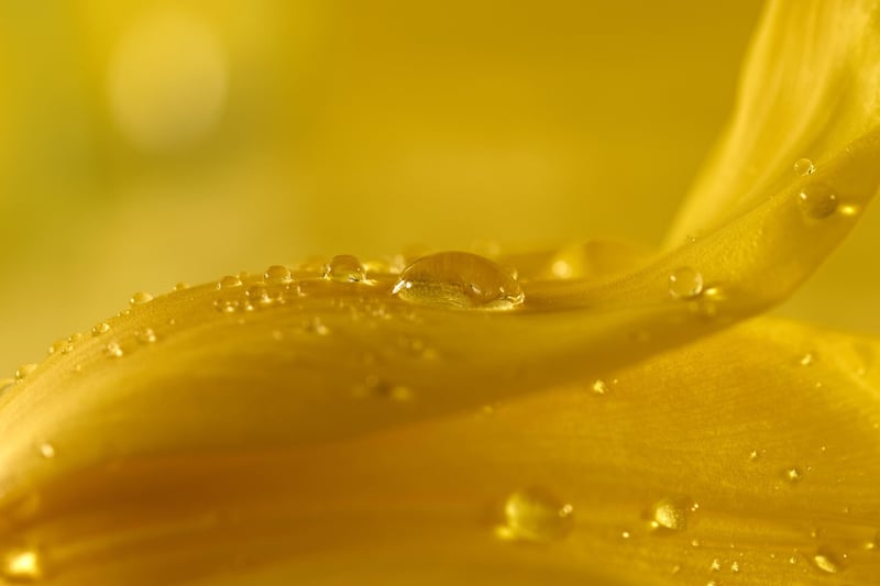 Floral Petals