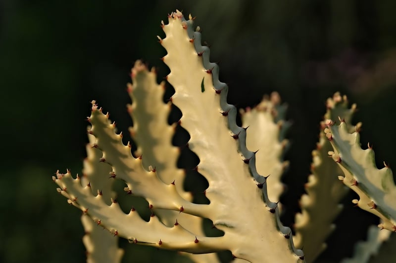 Quirky Cactus