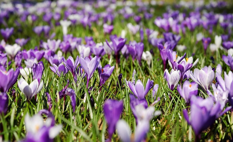 Floral Meadow