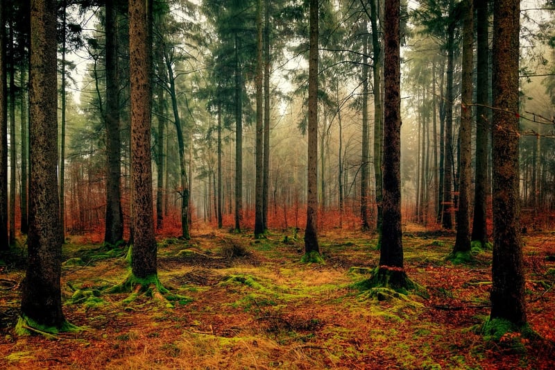 Wood and Nature
